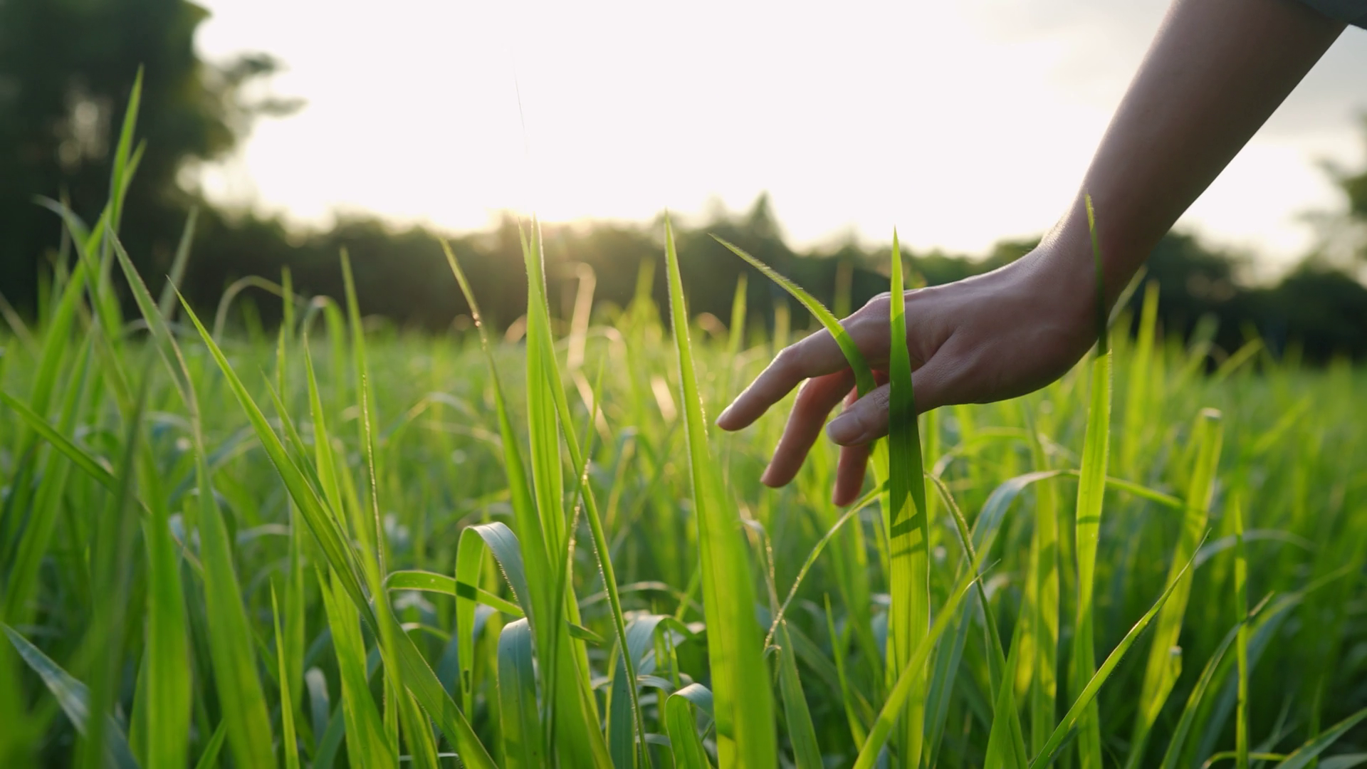 Hand streift durch hohes grünes Gras bei Sonnenlicht